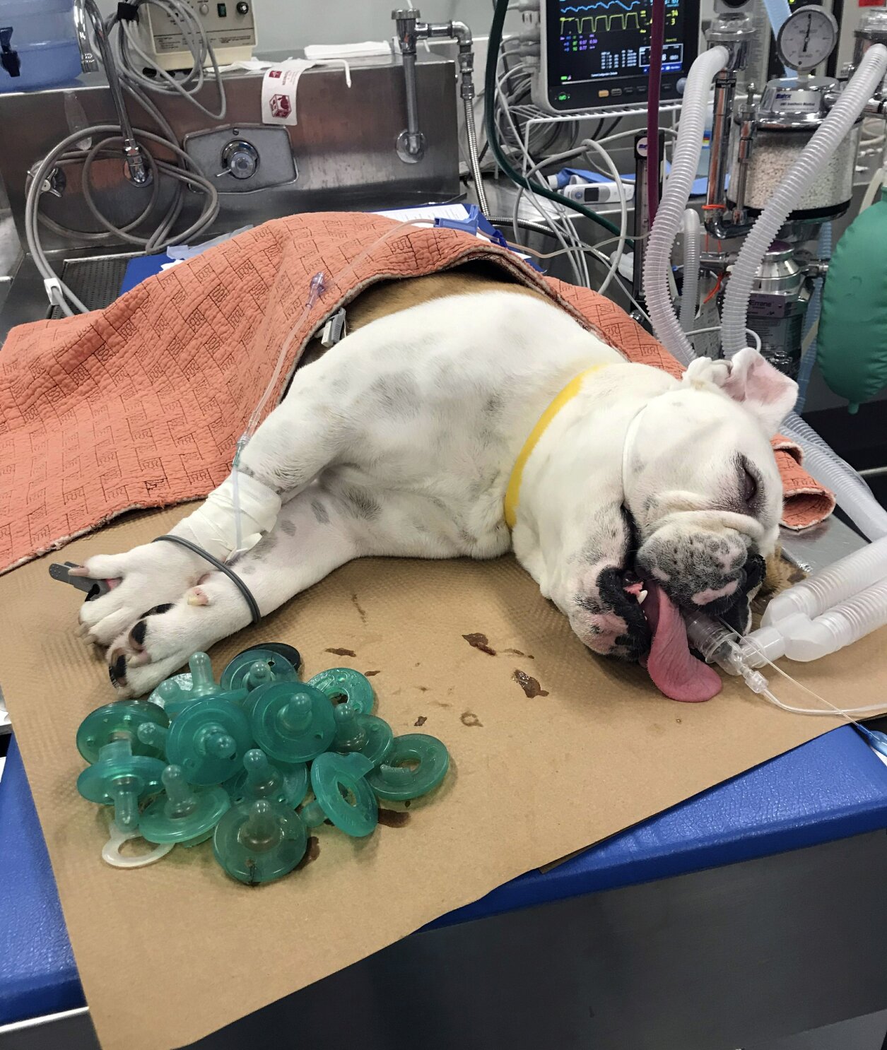 Dog eats 19 pacifiers clearance